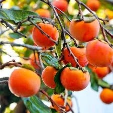 Persimmon Fruit (પરસિમન ફળ)