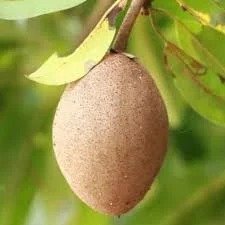 Thai Banana Sapota (થાઈ બનાના ચીકુ)