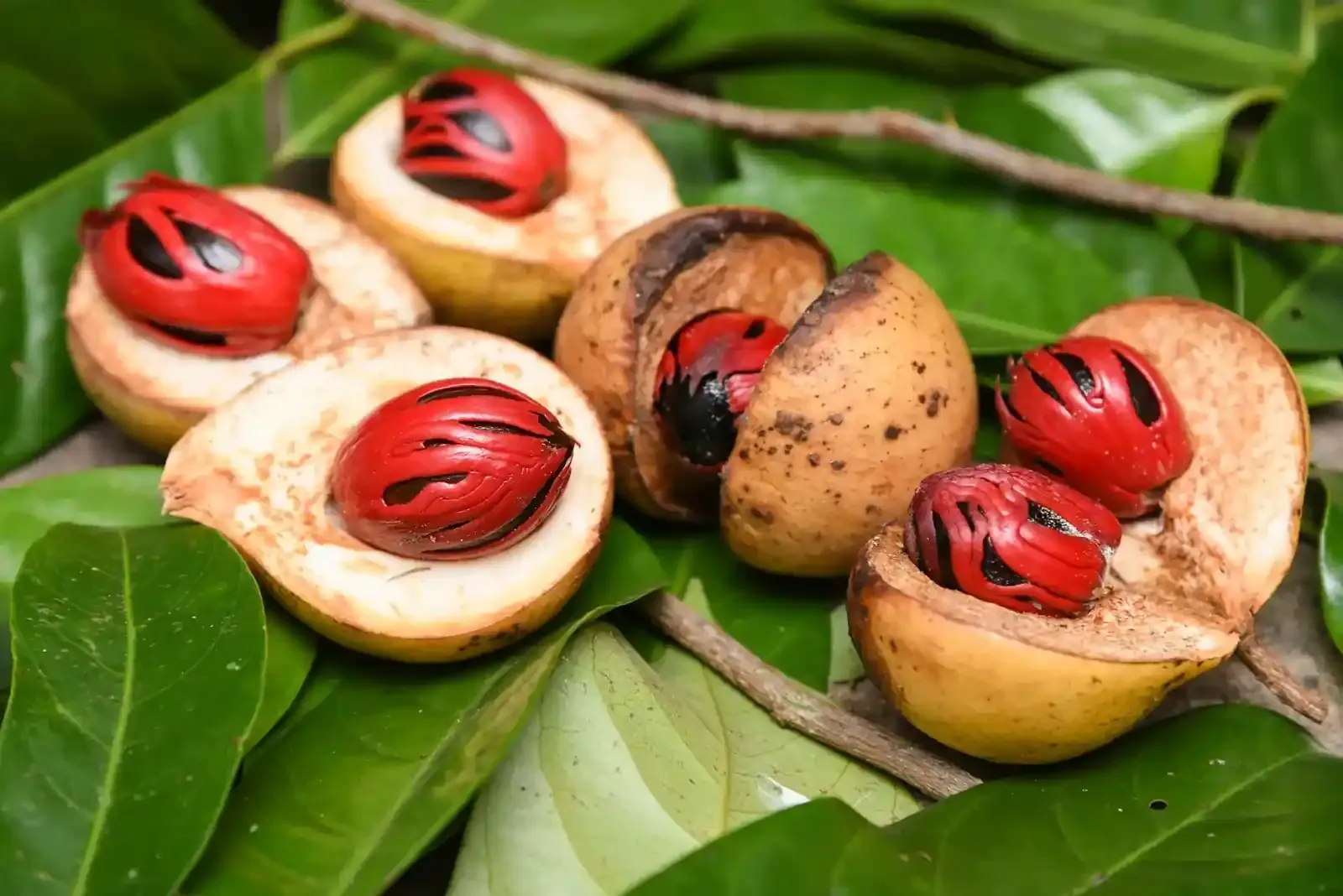 Nutmeg (r) (જાયફળ)