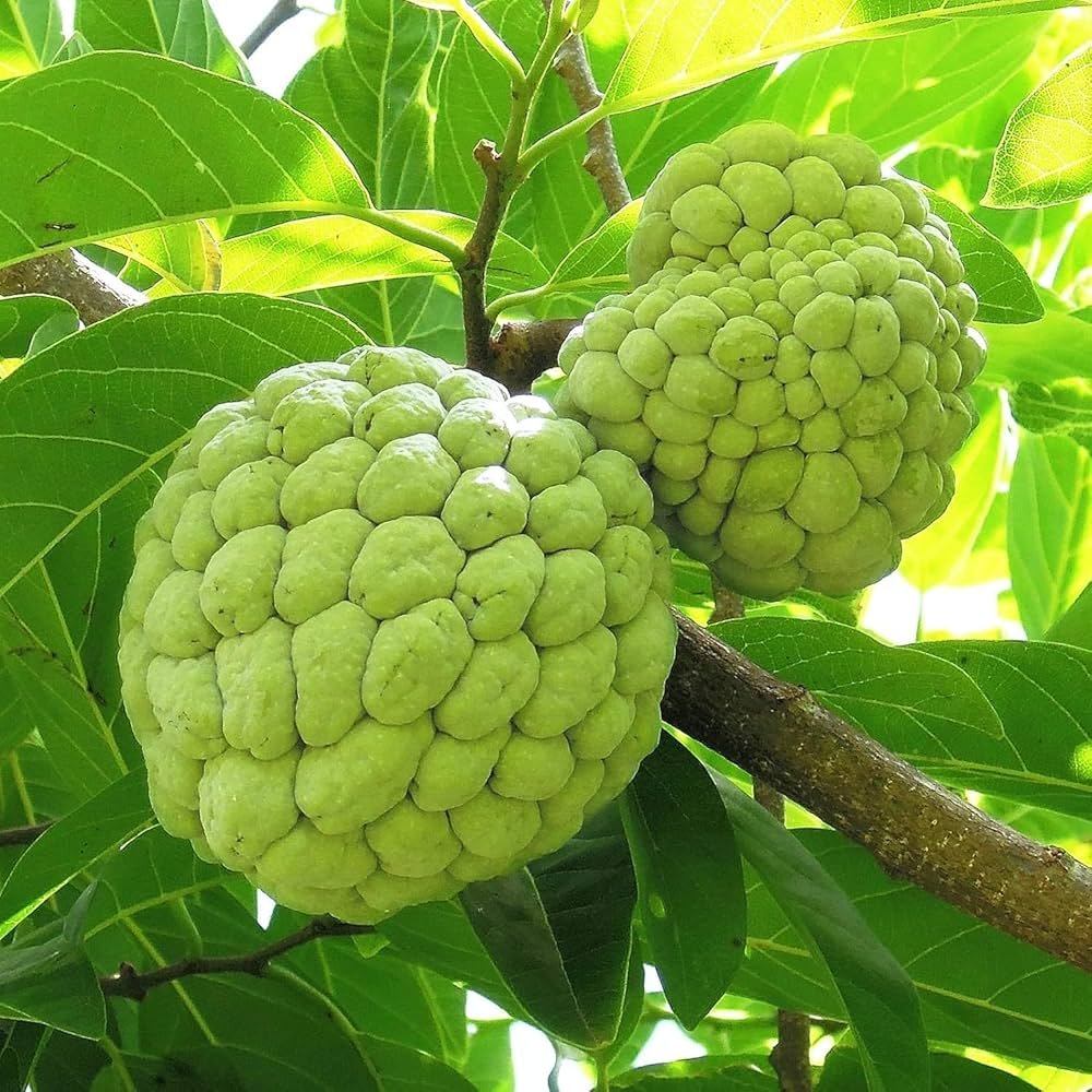Annona Positifa / Positifolia (એનોના પોઝિટિફા)
