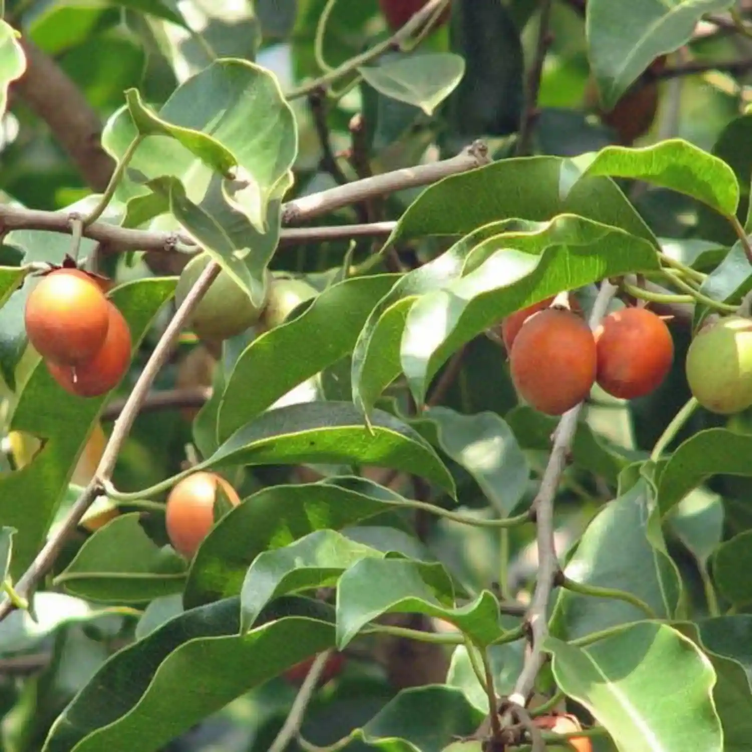 Borsali / Indian Coral Tree (બોરસાળી)