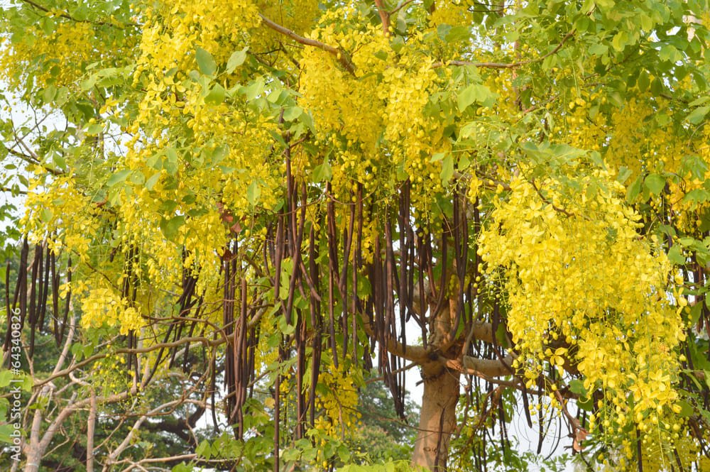 Garmalo / Velvet Apple (ગરમાળો)