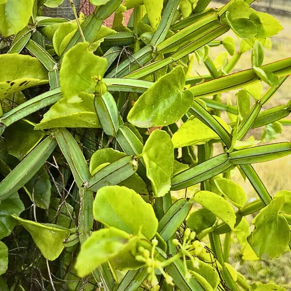 Hadvel (હડવેલ)