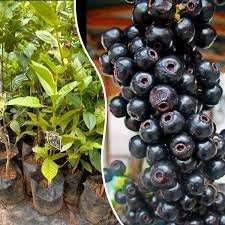 Lipote (લિપોટે)