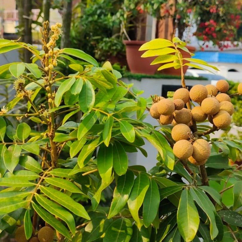 Longsat (લૉંગસાટ)