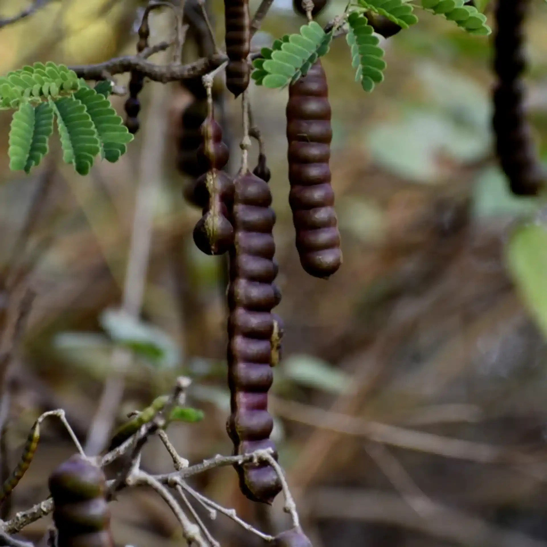 Shikakai (શિકાકાઈ)