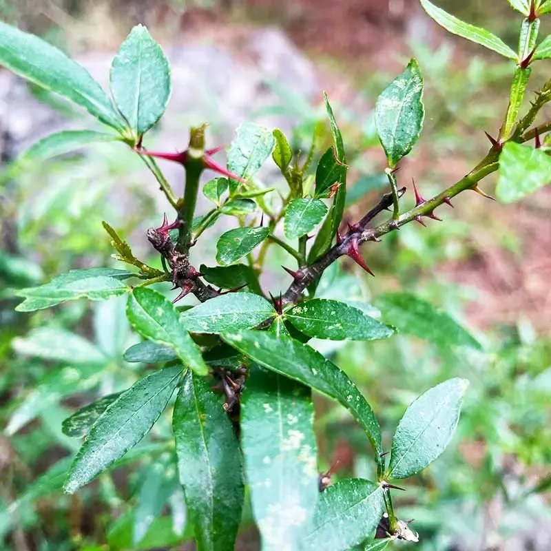 Timru / Indian Ebony (તિમરુ)