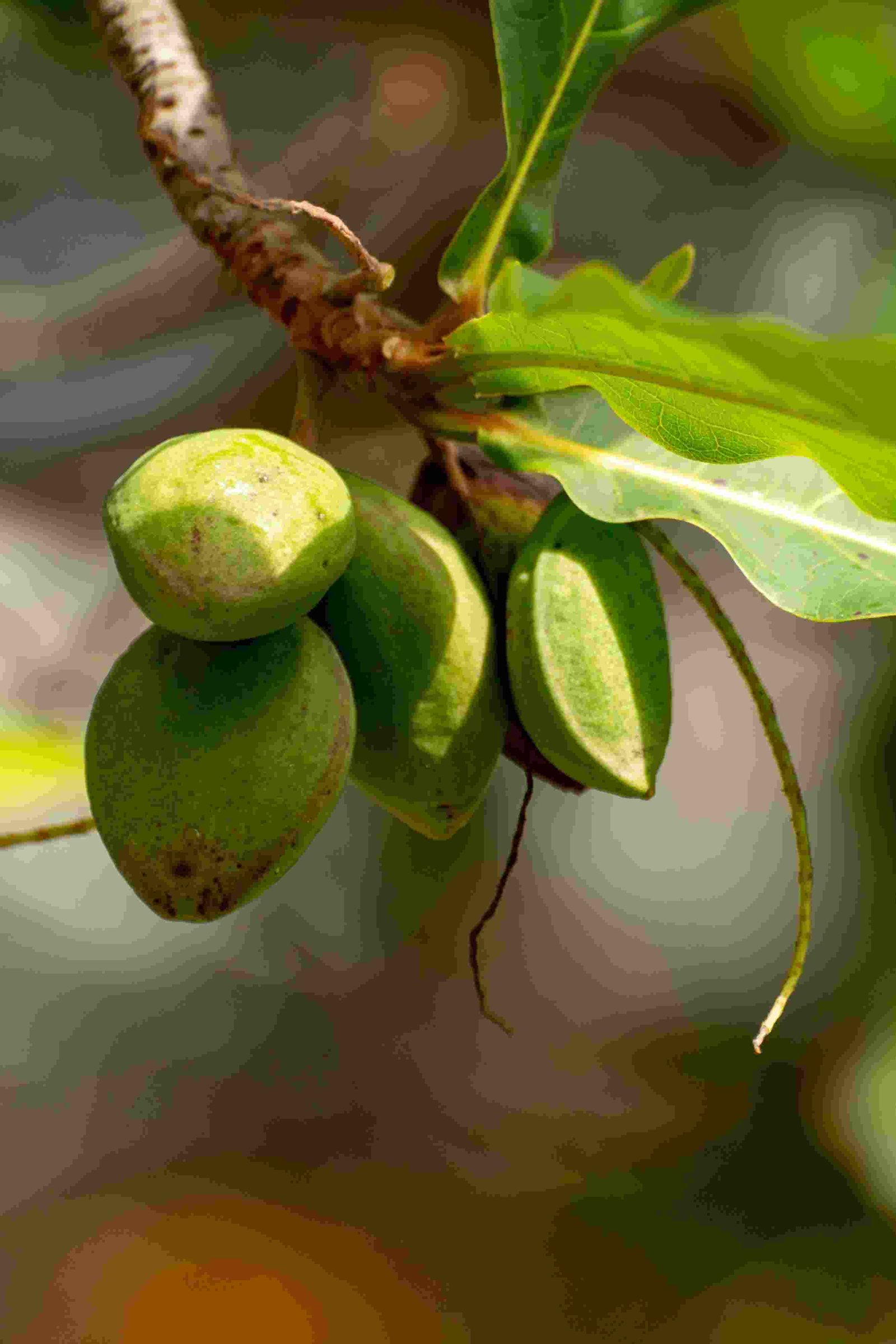 Deshi Almond (દેશી બદામ)